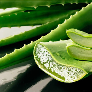 Aloe-Appreciation-Day Urban Hydration