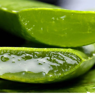 7-Benefits-of-Aloe-for-Skin-and-Hair Urban Hydration