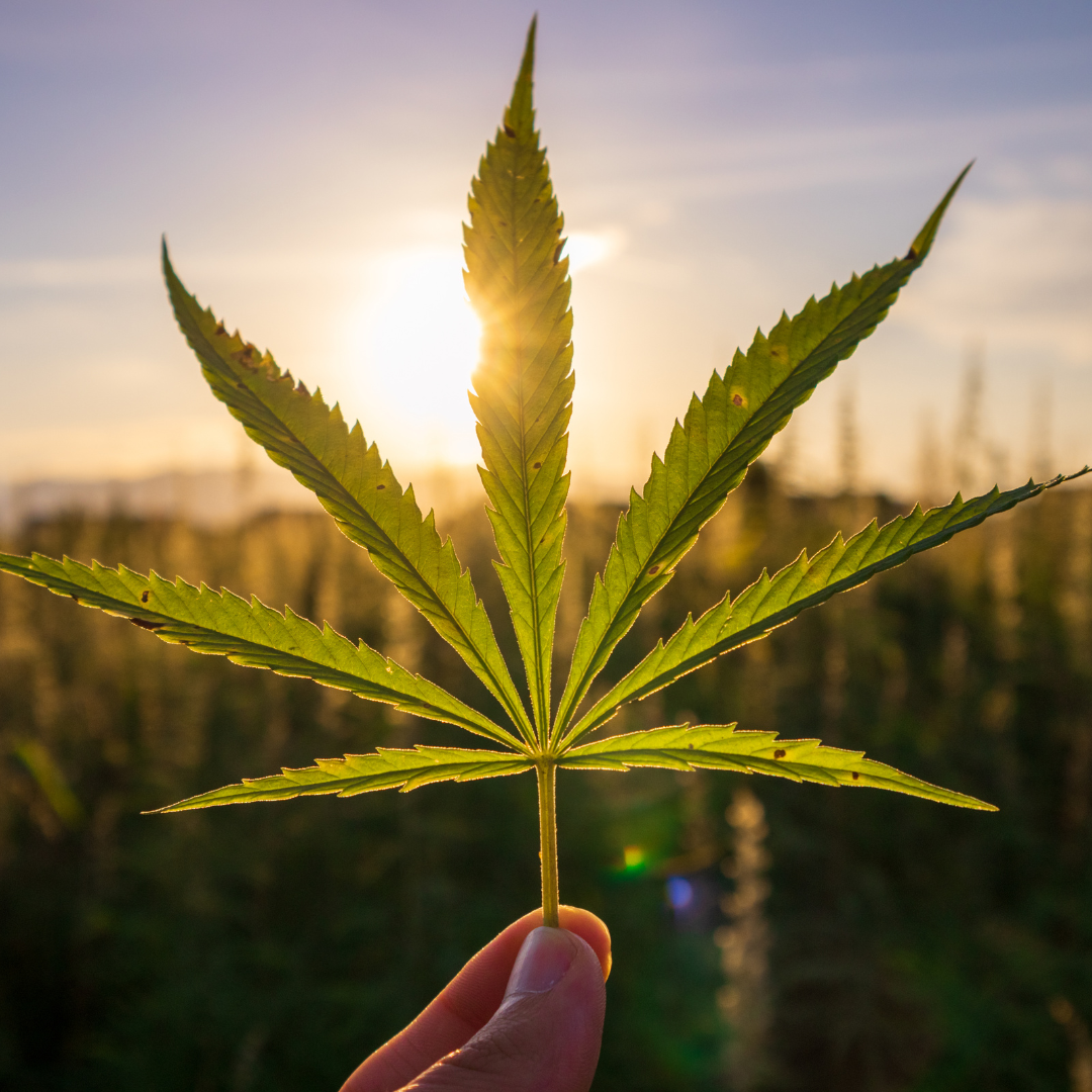 Ingredient Insiders: Hemp Seed Oil