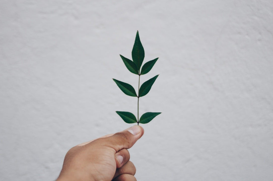 Beauty Trends are Going Eco-Friendly